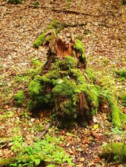 Fototapeta premium autumn in the forest