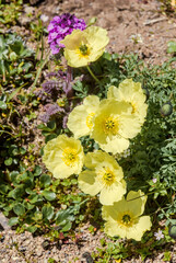 Alaska Poppy (Papaver alaskanum) at St. George Island, Pribilof Islands, Alaska, USA