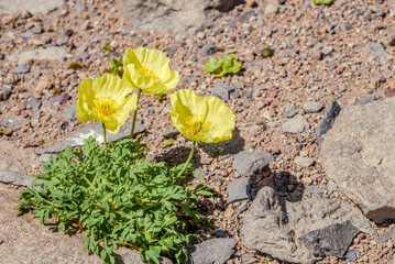 Alaska Poppy (Papaver alaskanum) at St. George Island, Pribilof Islands, Alaska, USA