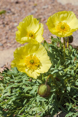 Alaska Poppy (Papaver alaskanum) at St. George Island, Pribilof Islands, Alaska, USA