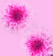 Mixed floral design with plain ground 