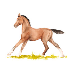 Watercolor illustration of horse running in the grass isolated