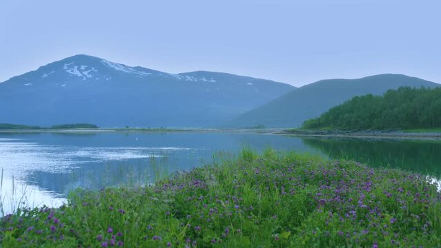Drone rising above a beautiful field of clovers with mountains in the background in Lofoten, norway