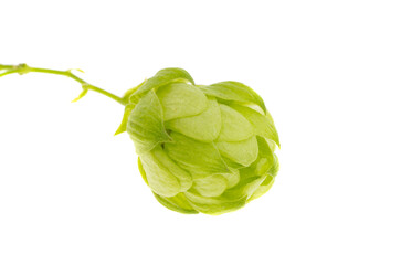 Obraz premium hop cones isolated