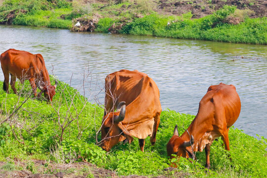 Three Gir Cows of India. Cow is eating grass on a field. or Girolando dairy cows Gyr cattle of Brazil - cows grazing. cow herd walking on country road outdoor in the nature. river at Gir forest India.