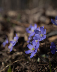 flowers in the forest