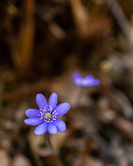 forget me not flowers