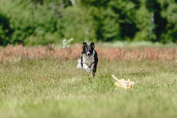 Dog running in green field and chasing lure at full speed on coursing competition