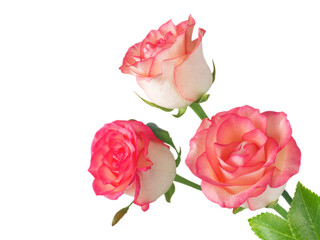 Three salmon pink rose flowers in the corner isolated transparent png