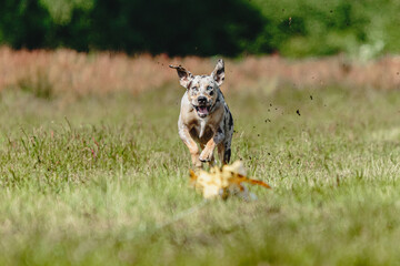 Catahoula leopard dog running fast and chasing lure across green field at dog racing competion