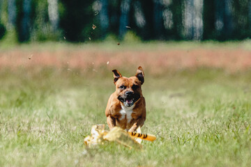 Staffordshire bull terrier running fast and chasing lure across green field at dog racing competion