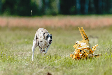 Whippet dog lifted off the ground during the dog racing competition running straight into camera