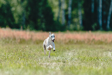 Whippet dog lifted off the ground during the dog racing competition running straight into camera