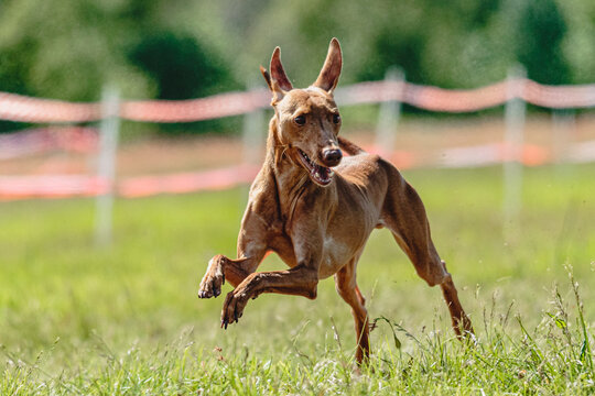 Cirneco dell etna dog running fast and chasing lure across green field at dog racing competion