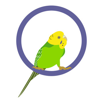 Budgerigar green parrot. Budgie bird, or colorful Parakeet pet cartoon style illustration on white background.
