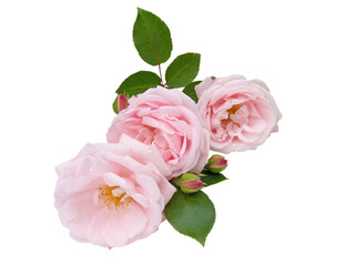 Three pastel pink rose flowers and buds isolated transparent png