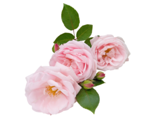 Three pastel pink rose flowers and buds isolated transparent png