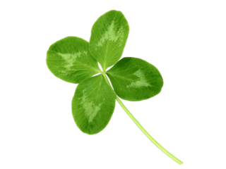 Lucky clover St Patrick Day irish holiday shamrock symbol isolated transparent png