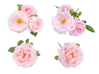 Pale pink roses and buds set isolated transparent png