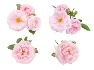 Fotobehang Pale pink roses and buds set isolated transparent png © photohampster