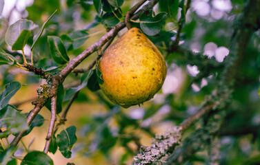 A delicious pear on a branch. Autumn gifts. Vitamins in nature.
