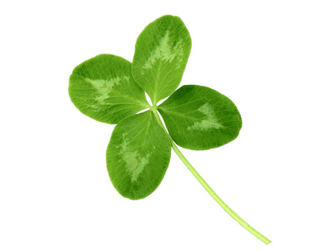 Lucky clover St Patrick Day irish holiday shamrock symbol isolated transparent png