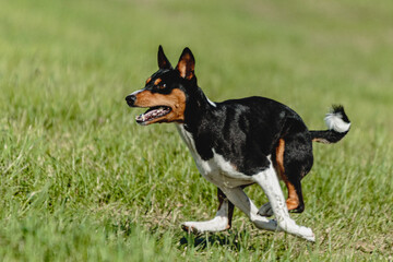 Naklejka na ściany i meble Basenji dog running fast and chasing lure across green field at dog racing competion
