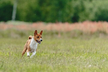 Basenji dog lifted off the ground during the dog racing competition running straight into camera
