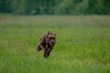 Pit Bull Terrier running fast and chasing lure across green field at dog racing competion