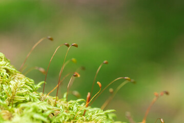 森に生えたコケの胞子　白駒池苔の森