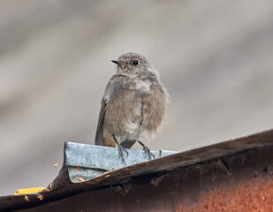 The black wagtail sits in wait