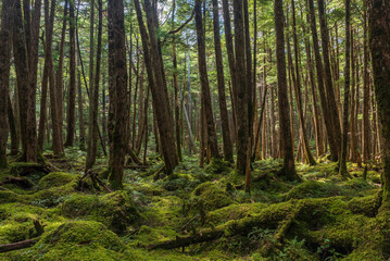 コケに覆われた白駒池の原生林