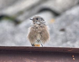 The black wagtail sits in wait