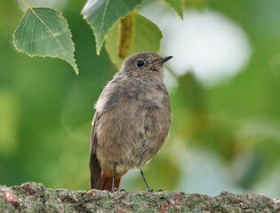 The black wagtail sits in wait