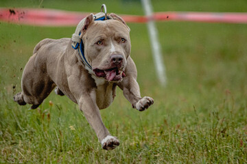 Pit Bull Terrier lifted off the ground during the dog racing competition running straight into camera