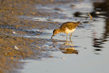 Animal, Birds in Natural environment