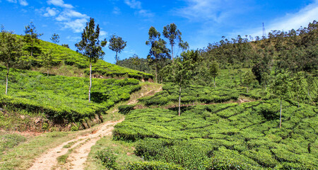 Fototapeta na wymiar Munnar, India / Tea plantation