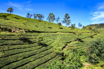 Munnar, India / Tea plantation