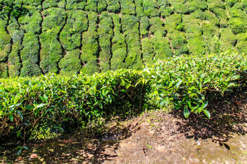 Munnar, India / Tea plantation