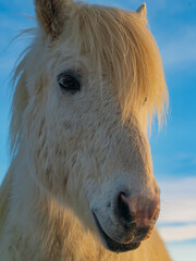 The Icelandic horse is a breed of horse developed in Iceland. 