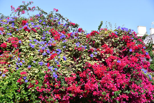 Decorative wall made of blooming red buganvilla