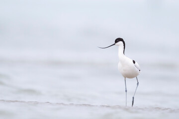 The pied avocet (Recurvirostra avosetta) at the river