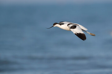 The pied avocet (Recurvirostra avosetta) at the river