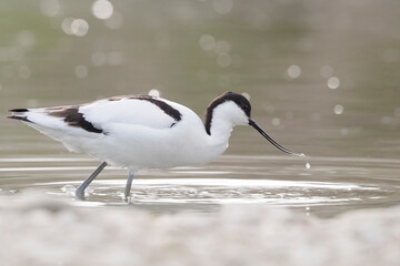 The pied avocet (Recurvirostra avosetta) at the river