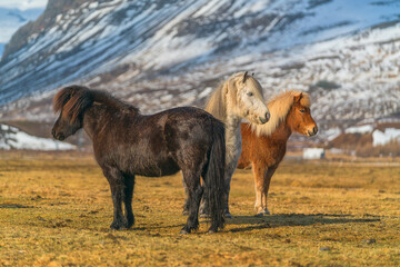 The Icelandic horse is a breed of horse developed in Iceland. 