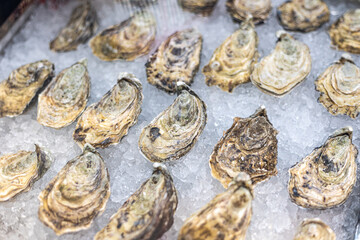 oysters on ice in the market