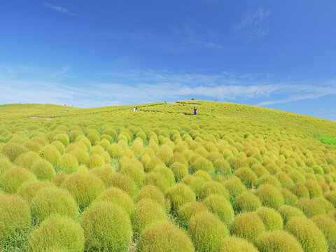 コキア Images Browse 3 721 Stock Photos Vectors and Video Adobe Stock コキア Images Browse 3 721 Stock Photos Vectors and Video Adobe Stock