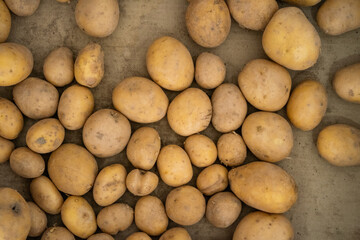 Patatas de la huerta en una caja de cartón
