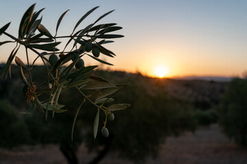 rama de olivo con aceitunas verdes al atardecer