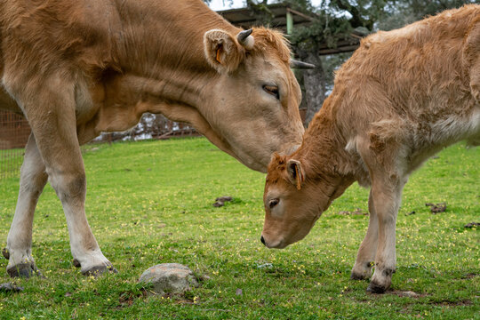 vaca besa a su hijo ternero en la frente